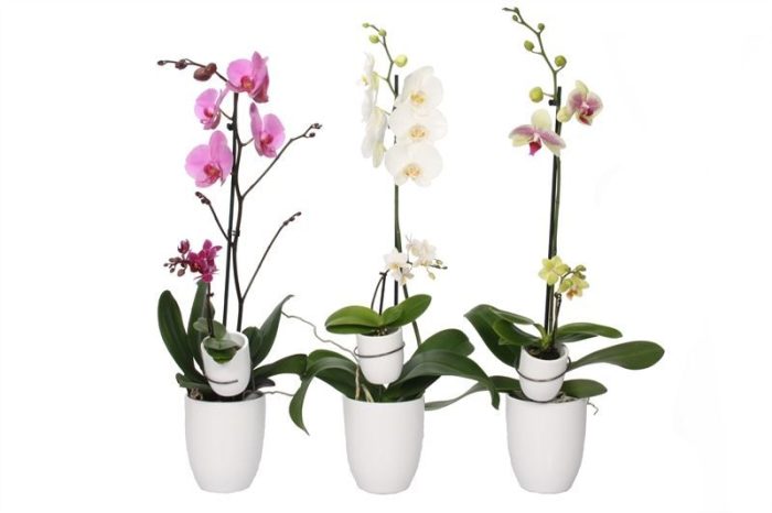 Hugo p12 white Phal mix 1T+ Tiny Dolls mix 1T, D 12