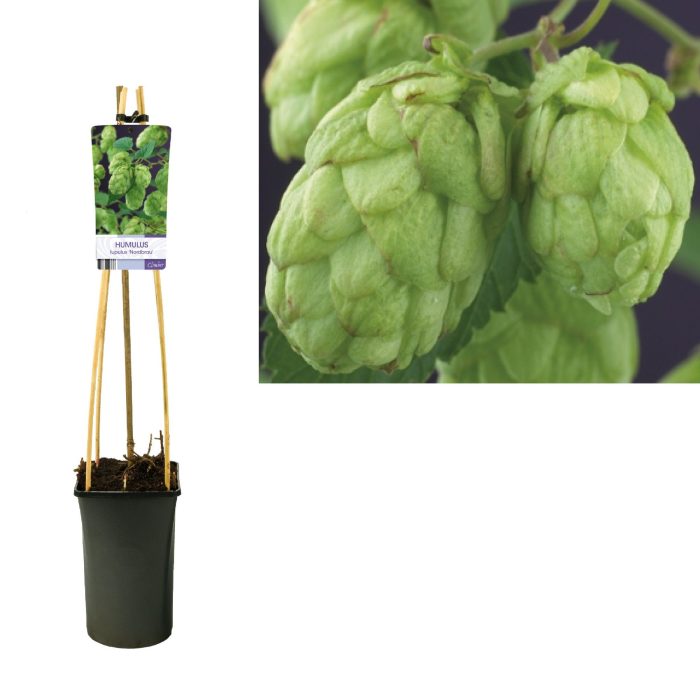 Humulus lupulus 'Nordbrau' +light label, D 17