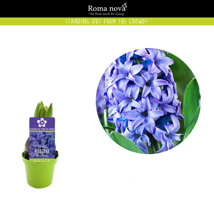 Hyacint Blue Pearl 6cm, D 6