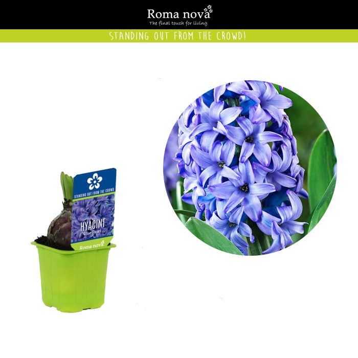 Hyacint Blue Pearl 7cm, D 7