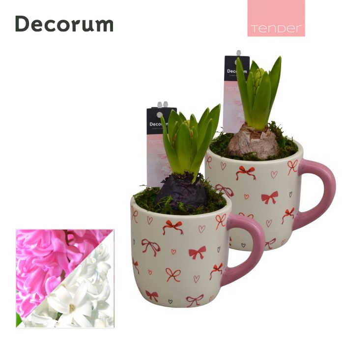 Hyacint Cup of Cute HL15634 [TENDER], D 9
