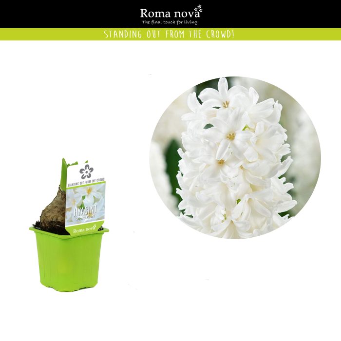 Hyacint White Pearl 7cm, D 7