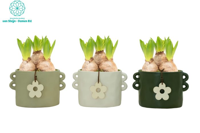 Hyacinthus 'Cilinder Flower', D 16