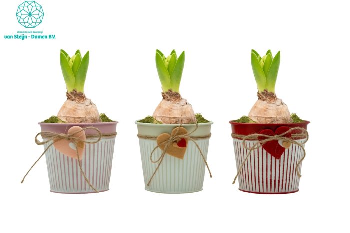 Hyacinthus 'Valentine's Heart', D 10