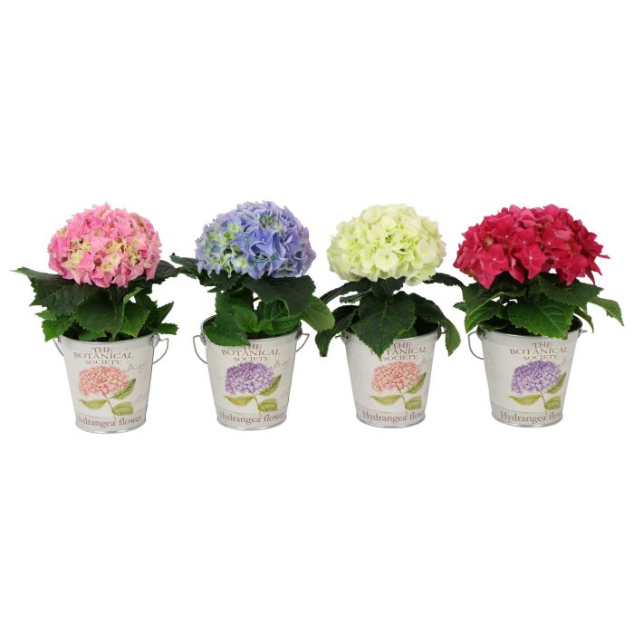 Hydrangea 9cm Mix 1 bloem in Metal Bucket, D 11