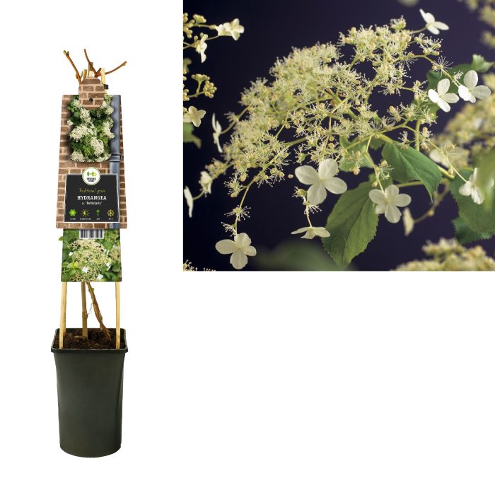Hydrangea a. 'Petiolaris' +3.0 label, D 17