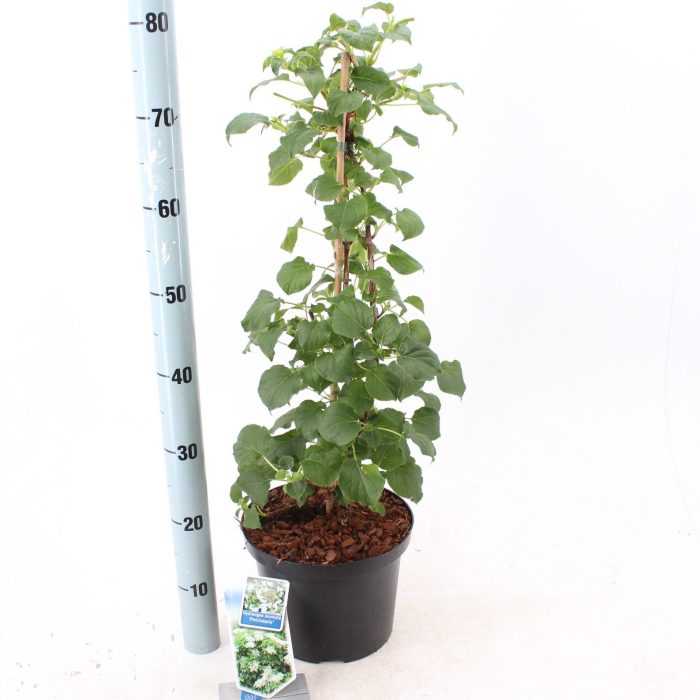 Hydrangea anomala petiolaris --gestokt 60 cm, D 23