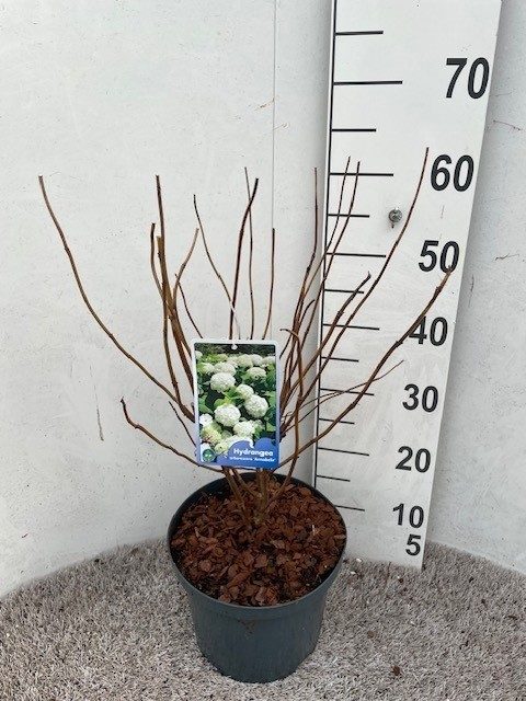 Hydrangea arb. Annabelle 30-40 cm struik P23 C5, D 23