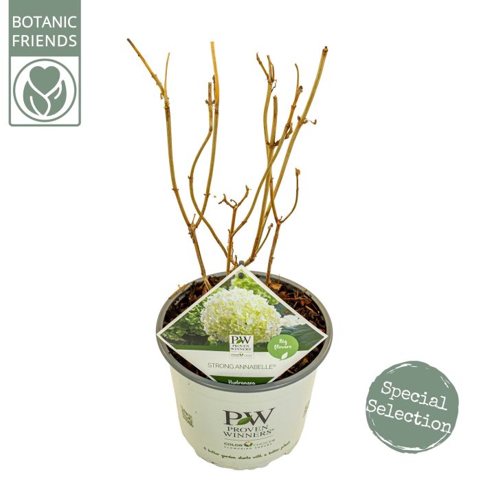 Hydrangea arbo. 'Strong Annabelle'®, D 19
