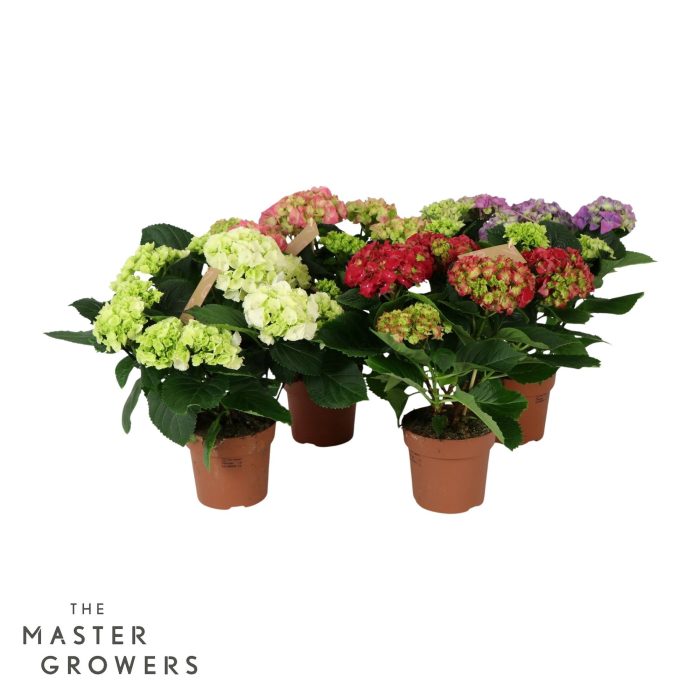 Hydrangea Everlast mix 5+ flowers, D 14