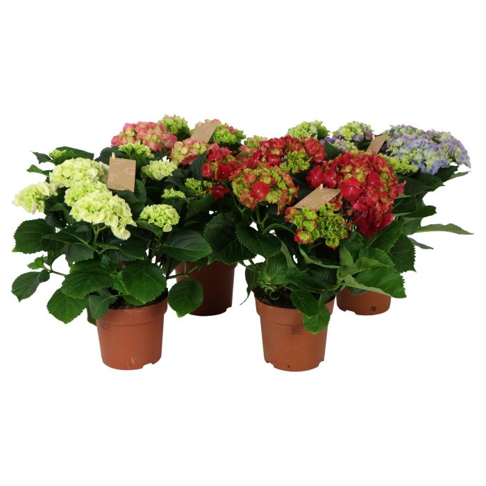 Hydrangea mix 7/8 flowers, D 14