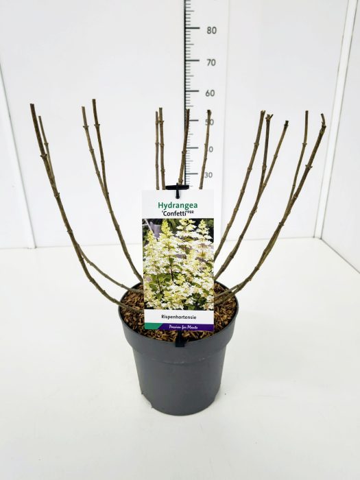 Hydrangea pan. 'Confetti' 50-60C7, D 25