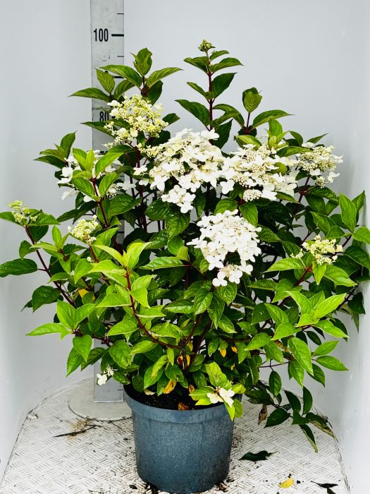 Hydrangea pan. 'Wim's Red', D 29