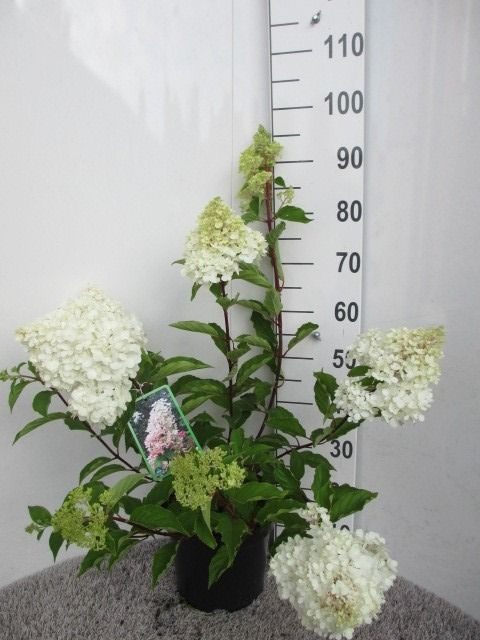 Hydrangea pan. Angels Blush 50-60 cm P26, D 26