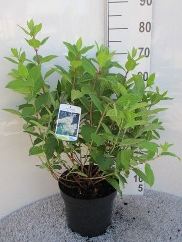 Hydrangea pan. Grandiflora 40-50 P26, D 26