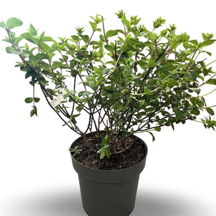 Hydrangea pan. Sundae Fraise, D 32