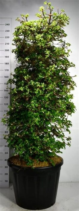 Hydrangea petiolaris, D 65