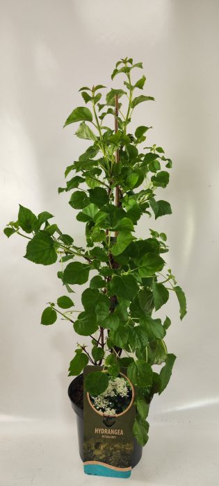 Hydrangea petiolaris, D 19