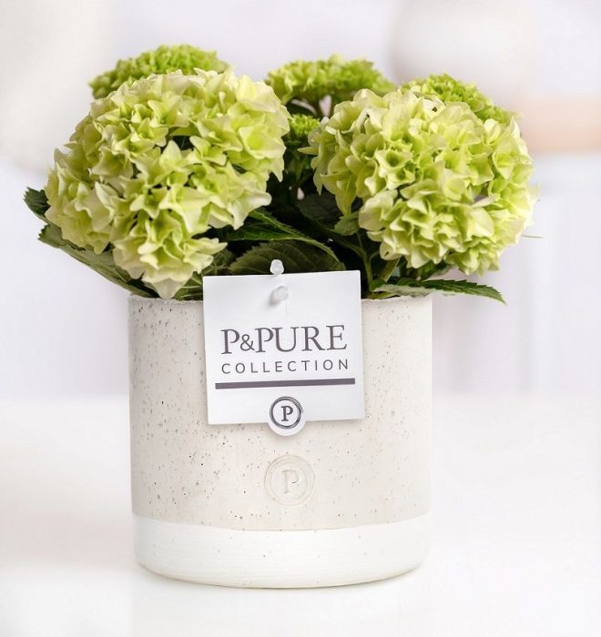 Hydrangea white in P&PURE Jade ceramics, D 10