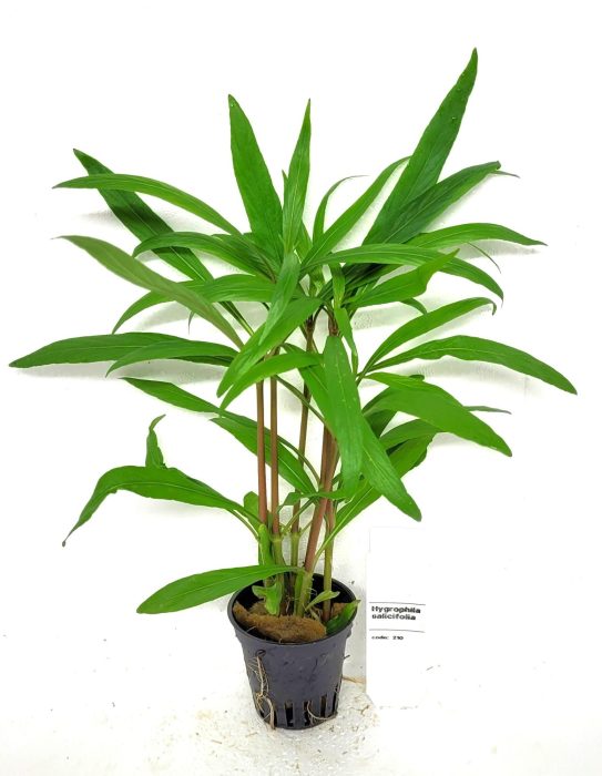 Hygrophila salicifolia, D 5