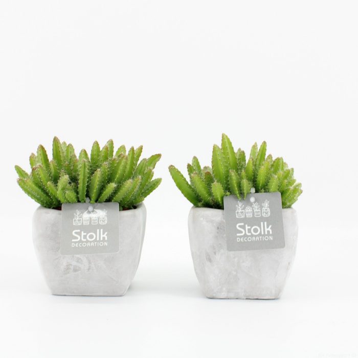 Hylocereus Undatus in vierkant stone look pot, D 11