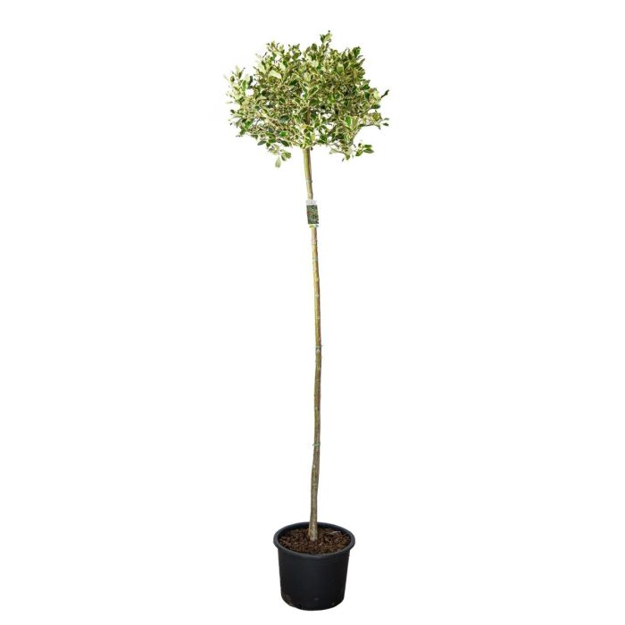 Ilex aq. 'Argentea Marginata', bol, D 36