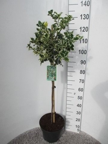 Ilex aquifolium Argentea marginata 70st. P28 25-30 kroon, D 28