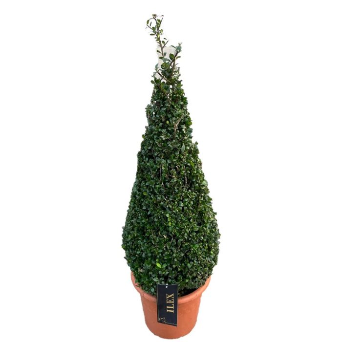 Ilex conv. Caroline Upright Piramiden p30(t) 80-+ ©, D 28