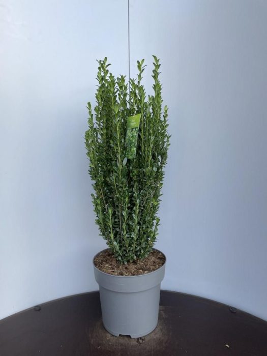 Ilex crenata 'Fastigiata', D 29