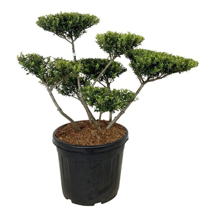 Ilex crenata 'Green Hedge', D 50