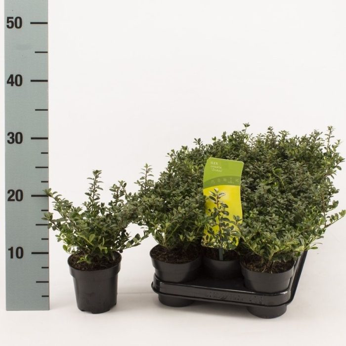 Ilex crenata 'Stokes', D 9