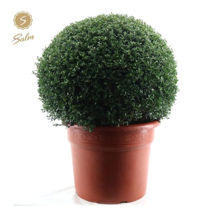 Ilex crenata Ball Ø80cm P50, D 50
