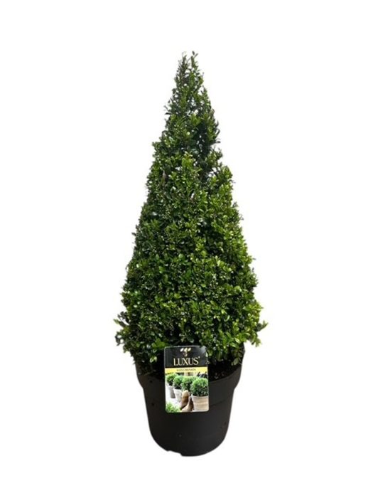 Ilex crenata Luxus® Pyramide 60-70 cm c10/p27, D 27