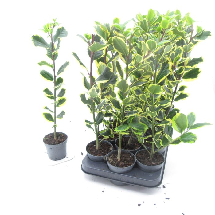 Ilex Golden King, D 9