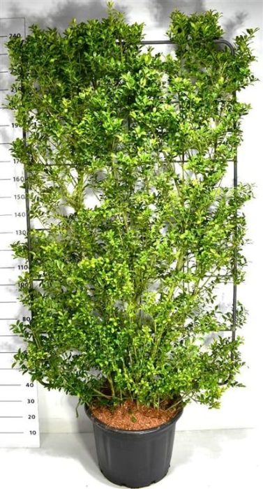 Ilex maximowicziana kanehirae, D 60