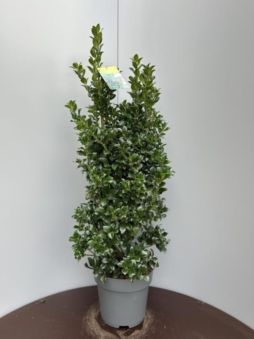 Ilex meserv. Heckenfee, D 29