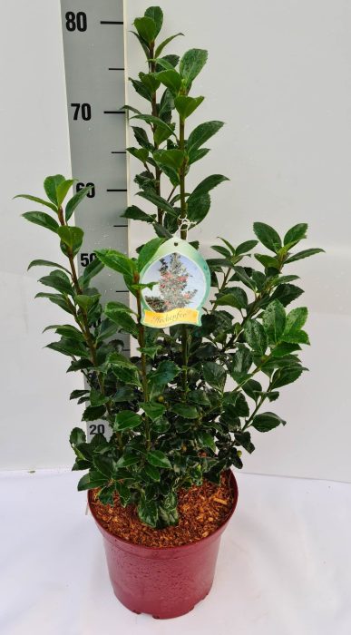 Ilex meserveae Heckenfee S C5 40-50, D 23