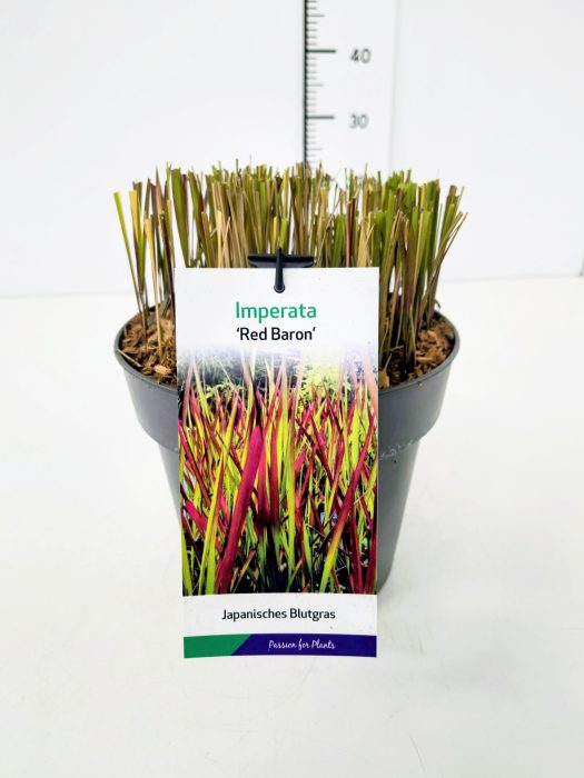 Imperata cyl. 'Red Baron' C5, D 23