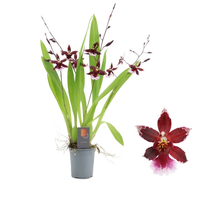 Inca Cambria Barrocco Red 4+ spike 9cm, D 9