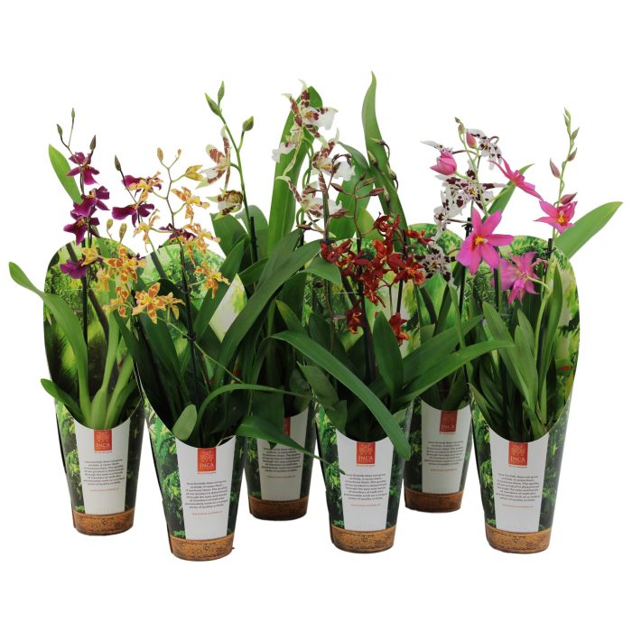 Inca Cambria mix 2 spike 9cm luxury jungle cover, D 9