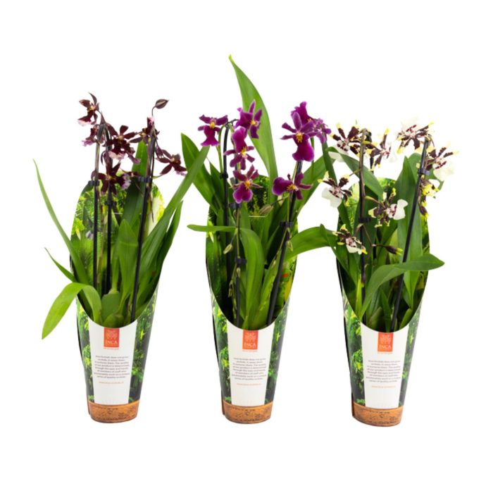 Inca Cambria mix Duo Cascade 9cm luxury jungle cover, D 9