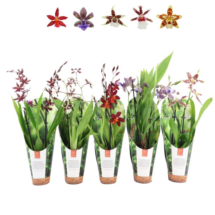 Inca Orchid mix 2 spike 9cm luxury jungle cover, D 9