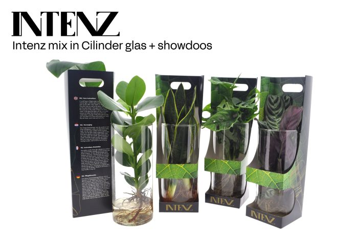 Intenz mix in Cylinder glas + Showdoos - levertijd: 24 uur, D 12