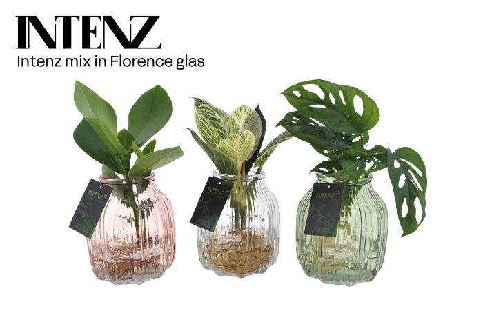 Intenz mix in Florence glas - levertijd: 24 uur, D 12