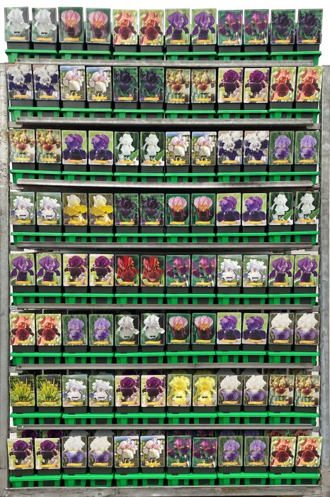 Iris germanica Mix CC P11, D 11