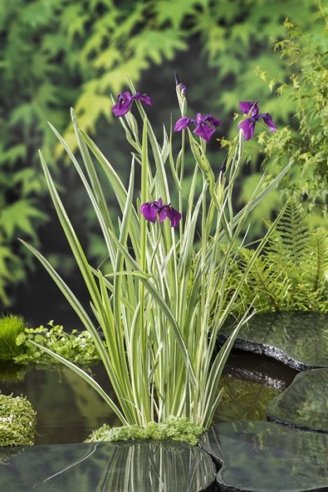 Iris kaempferi 'Var.' (18x18), D 18