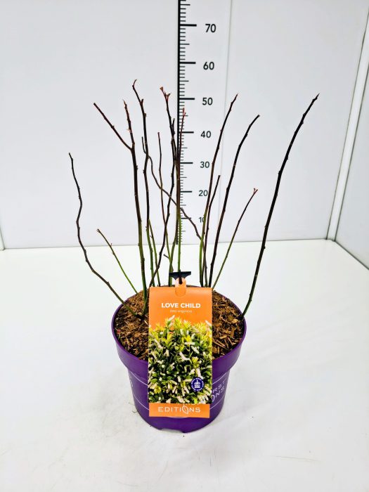 Itea vir. 'Love Child' 40-50C5, D 23