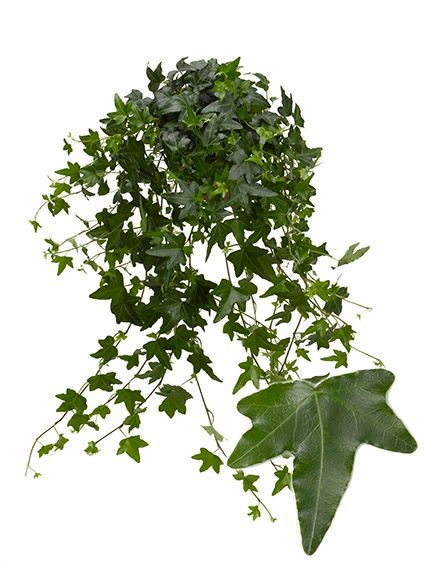 Jacobine 13cm, D 13