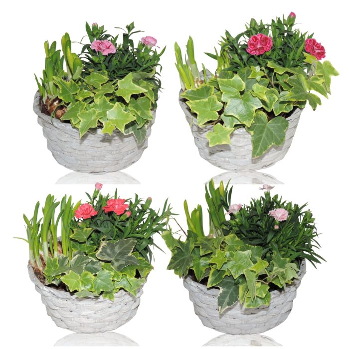 Jakarta Early Spring Specials Arrangement Narcis in mand 19 cm, D 19