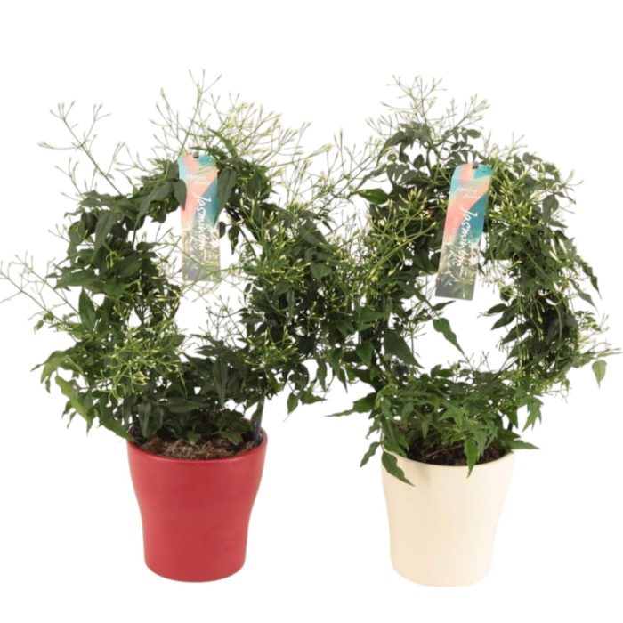 Jasminum boog Anna keramiek Rood/Wit p13 (Jasmijn), D 13